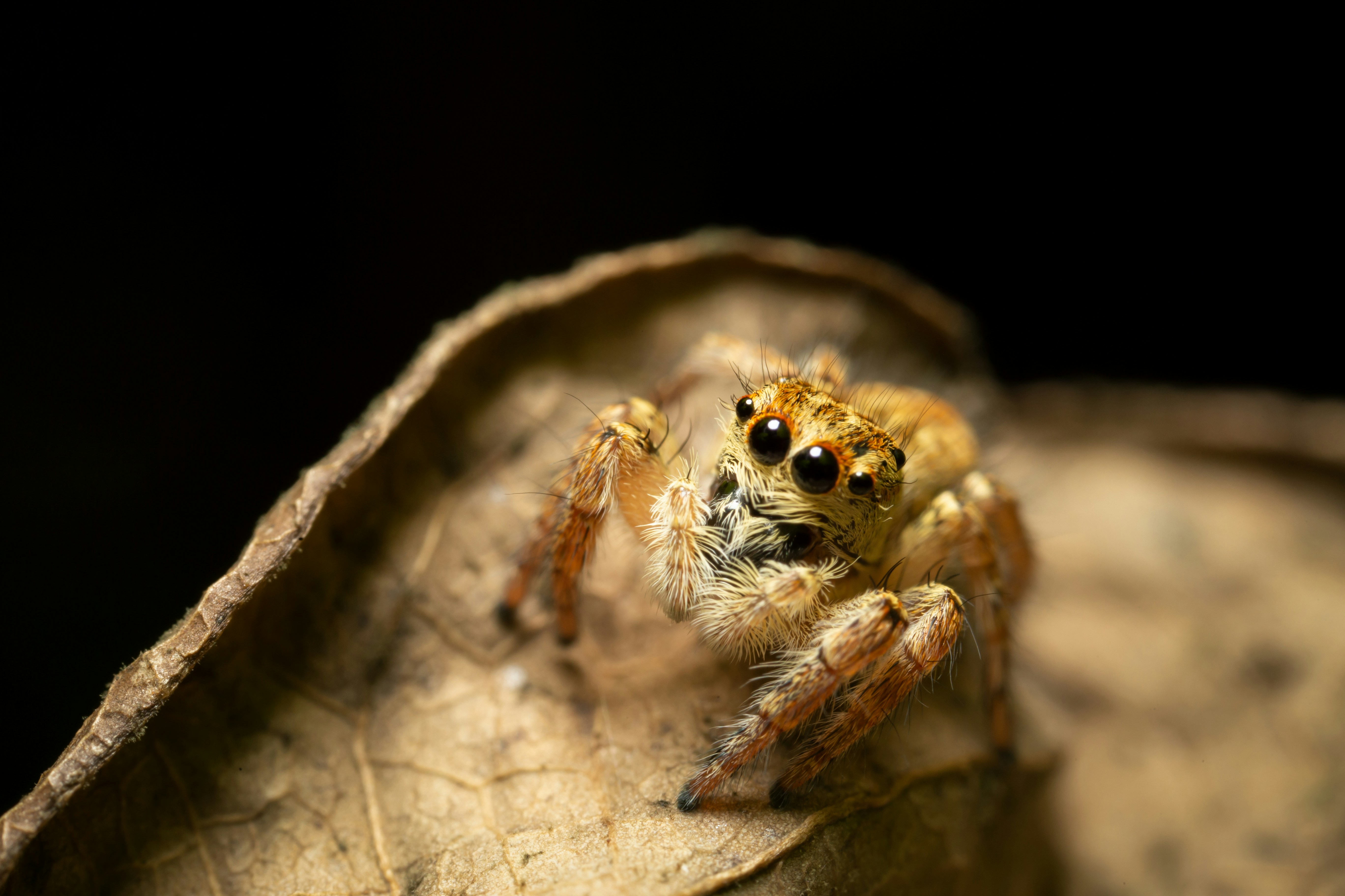 Photo by kokolasticot