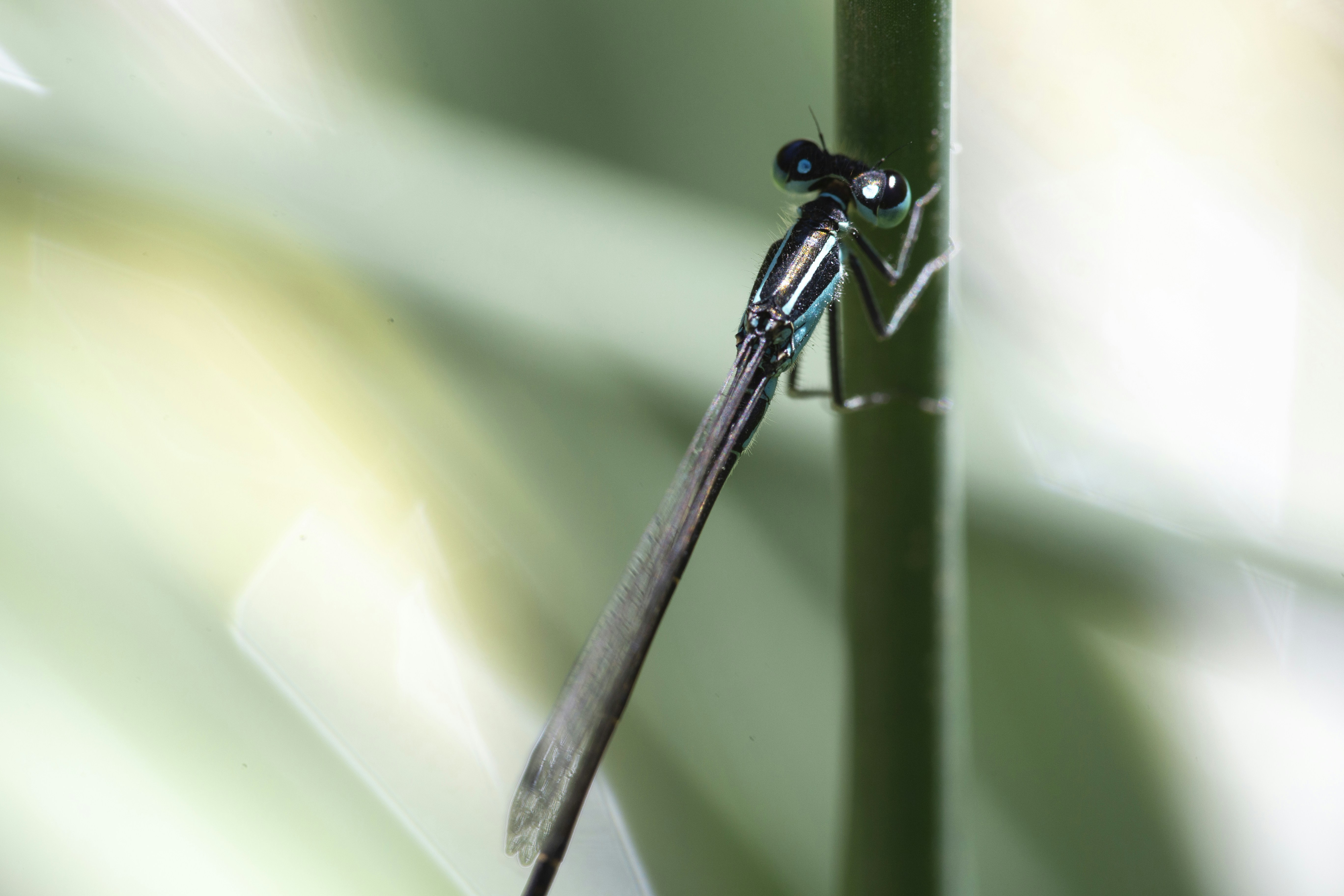 Photo by kokolasticot