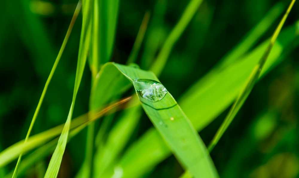 a close up of a bug