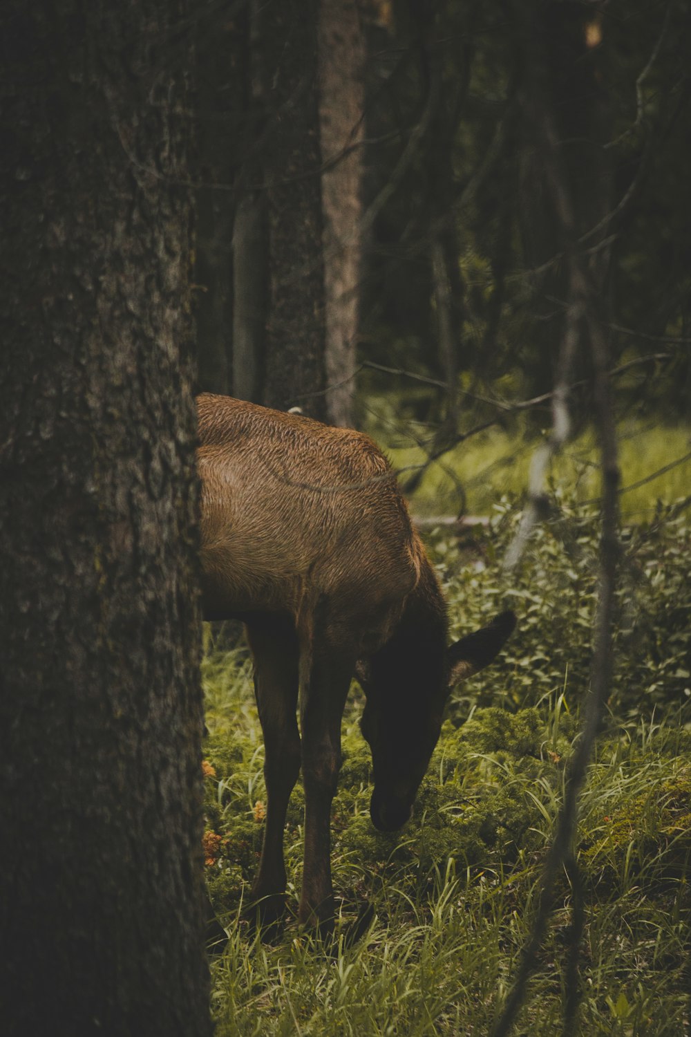 a deer eating grass in the woods