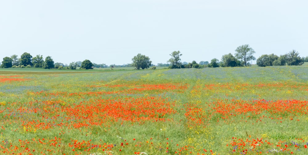 a field of flowers