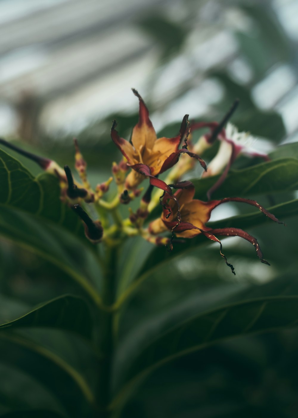 a close up of a flower