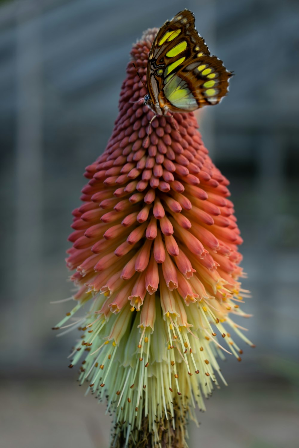 a butterfly on a flower