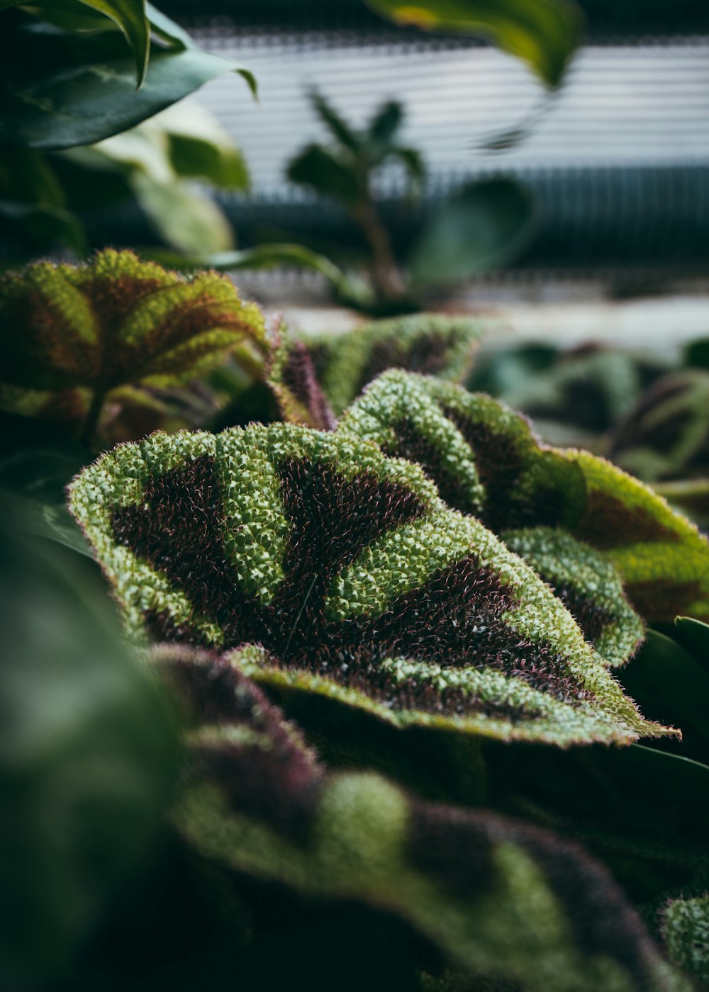 a close up of a plant