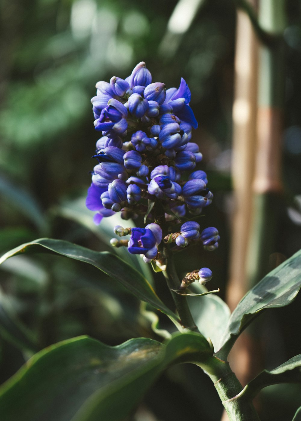 a blue flower with green leaves