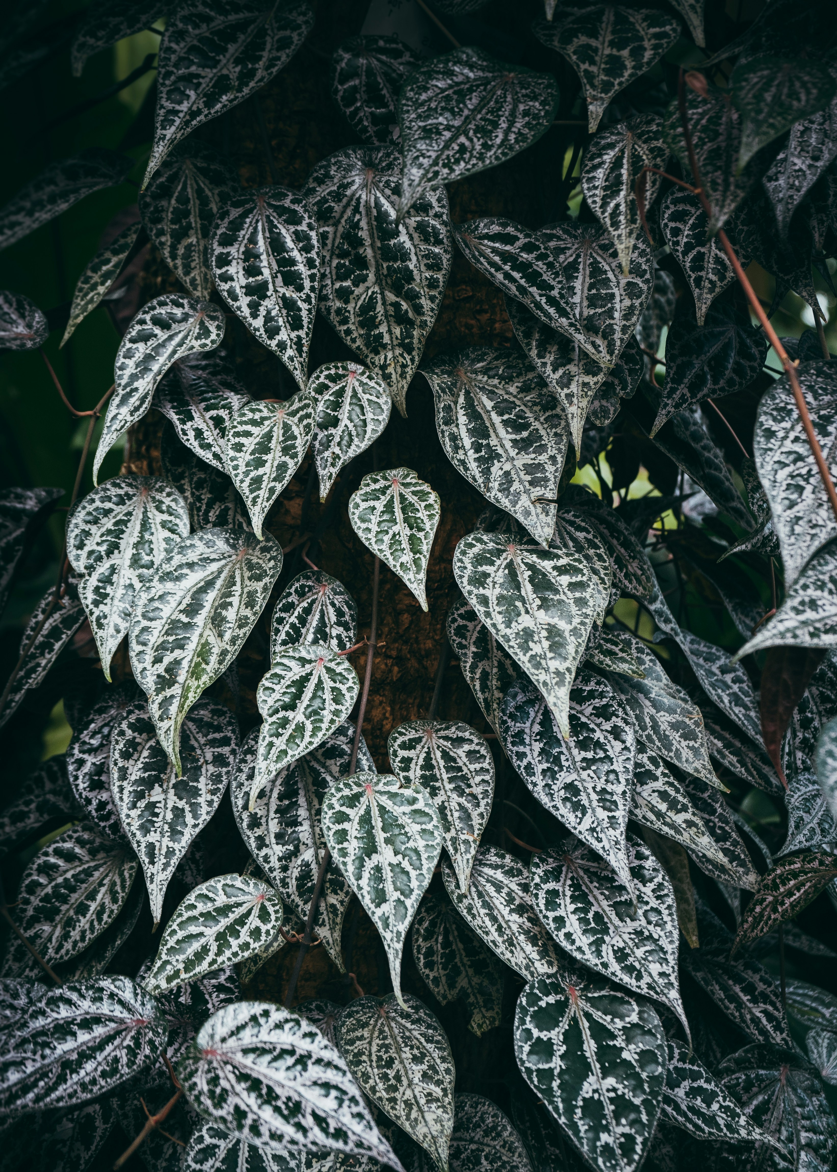 a close-up of a black and white patterned fabric