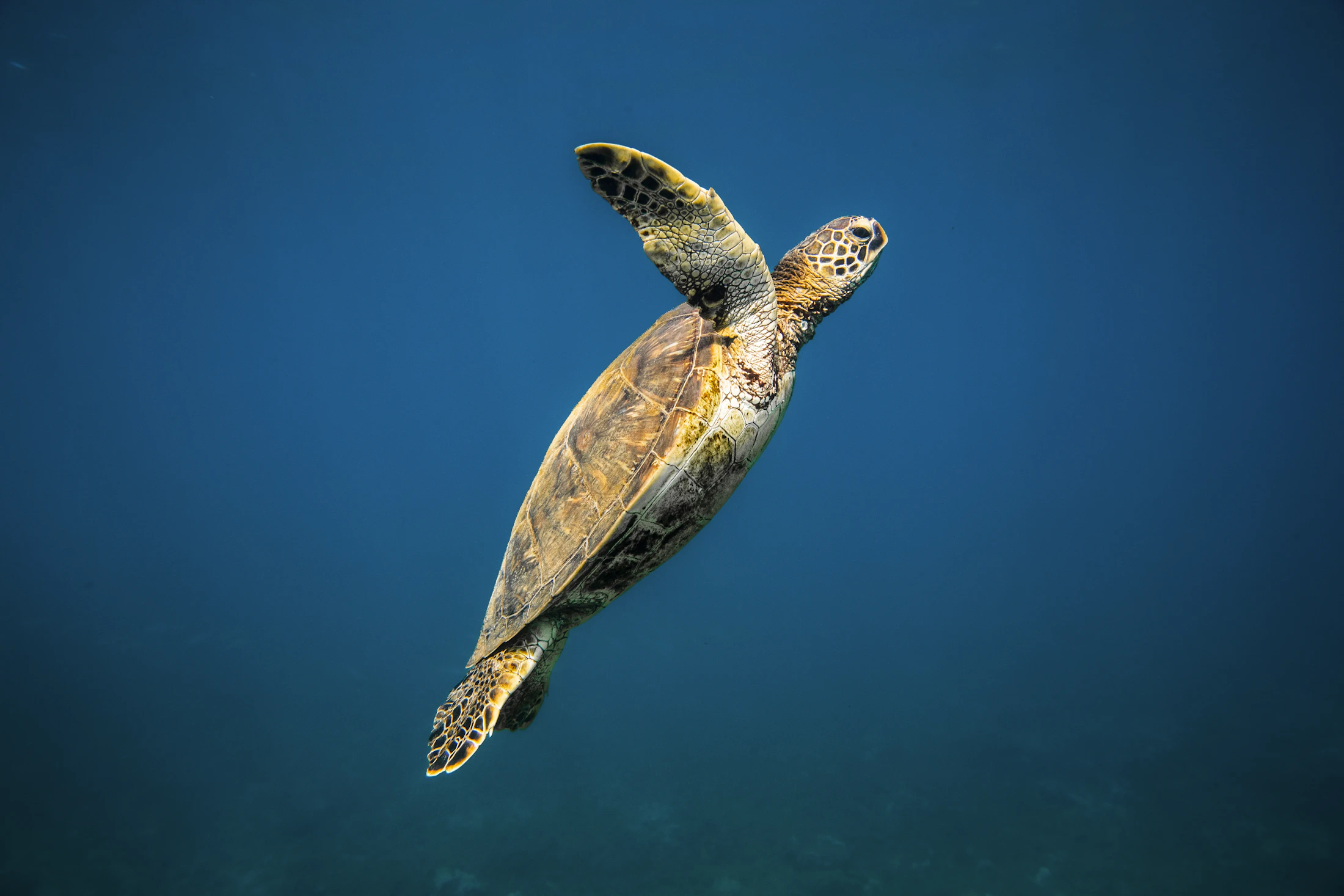 Hawaiian green sea turtle swimming underwater in Kapalua Bay, Maui