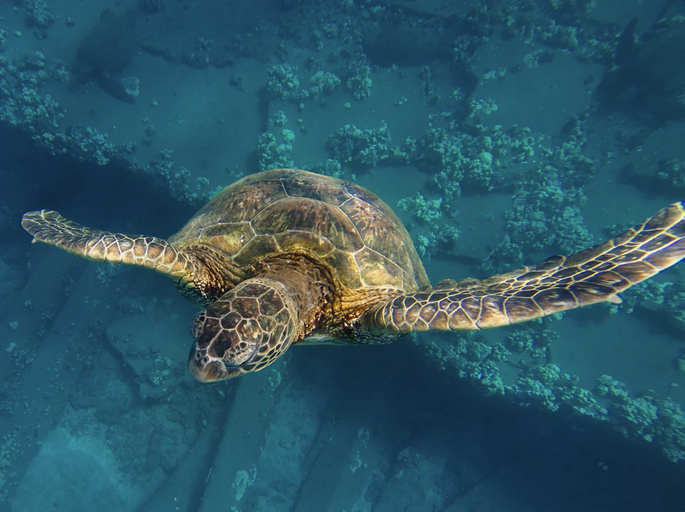 マウイ島のサンゴ礁の上を泳ぐウミガメ。ハワイの海のイメージ
