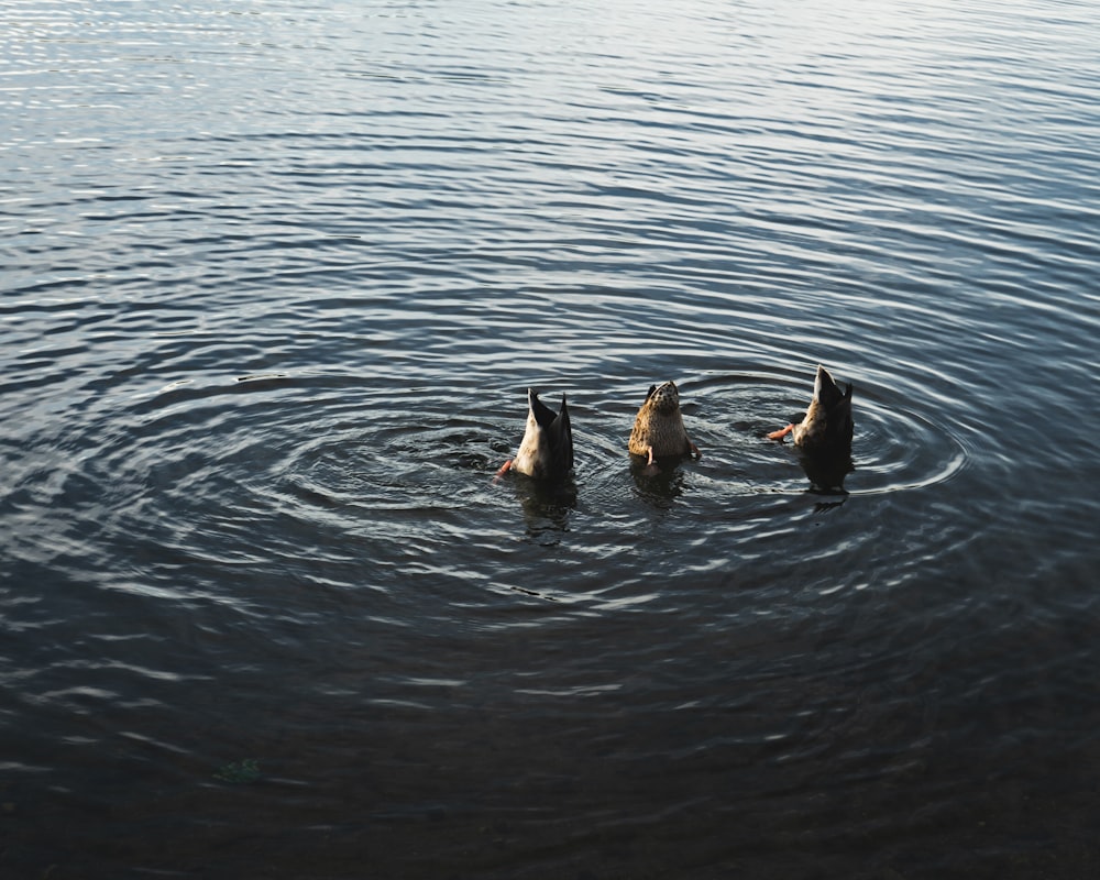 Un gruppo di anatre che nuotano nell'acqua