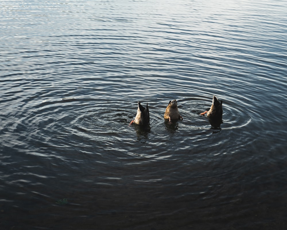 a group of ducks swimming in water