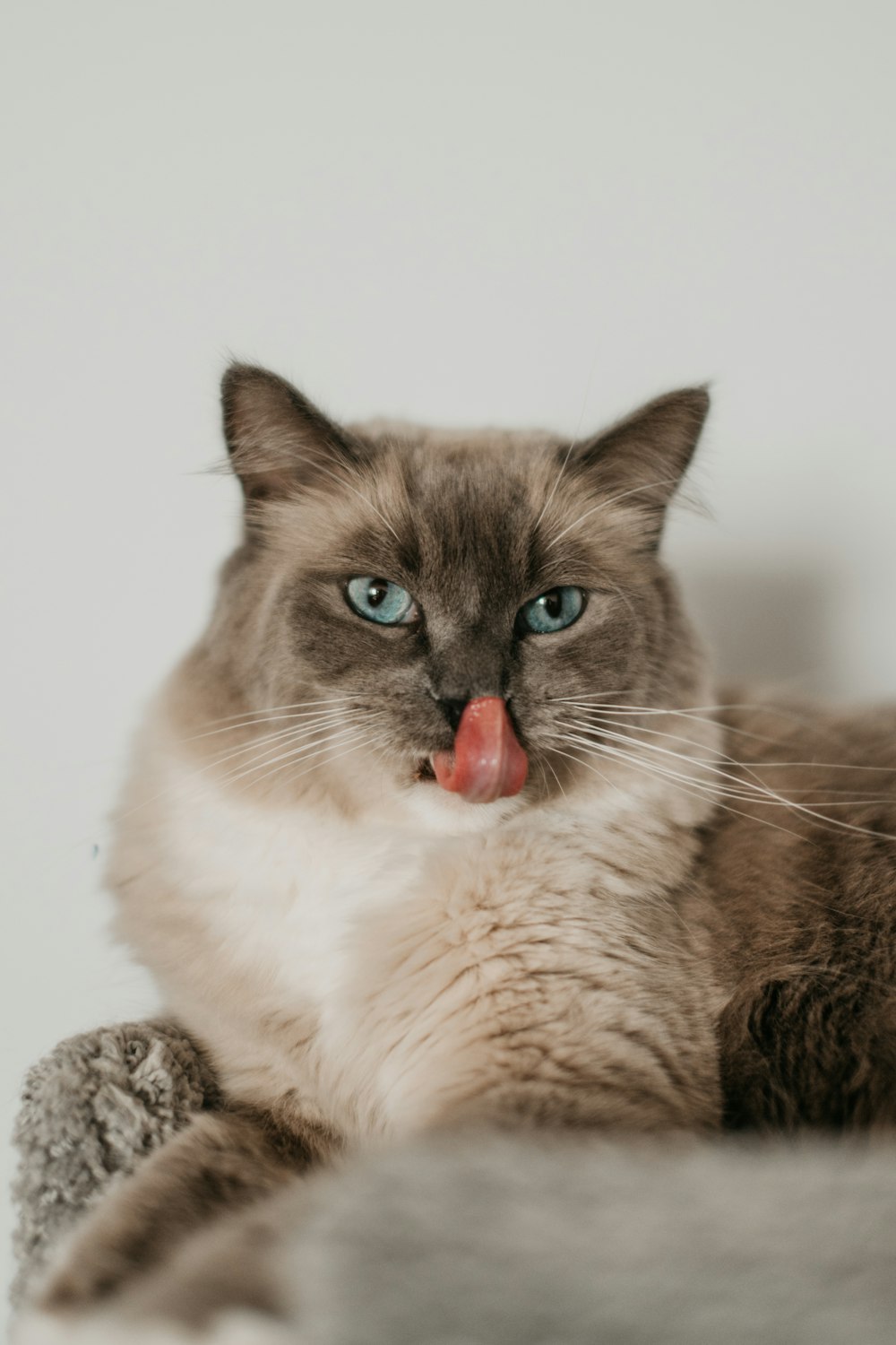 a cat with its tongue out