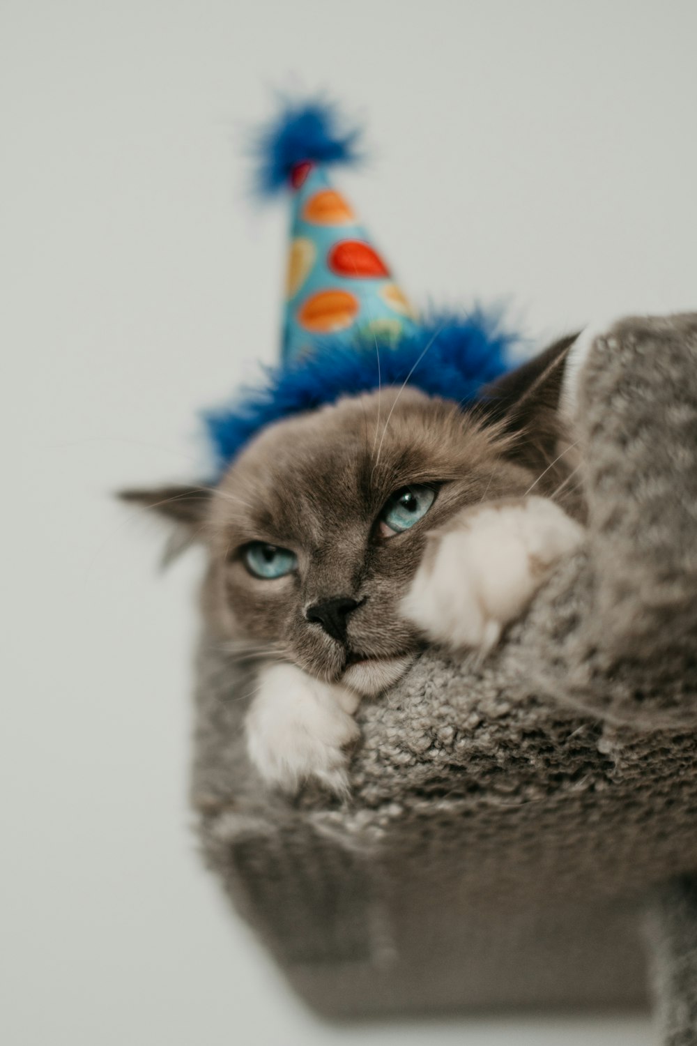 a cat wearing a birthday hat