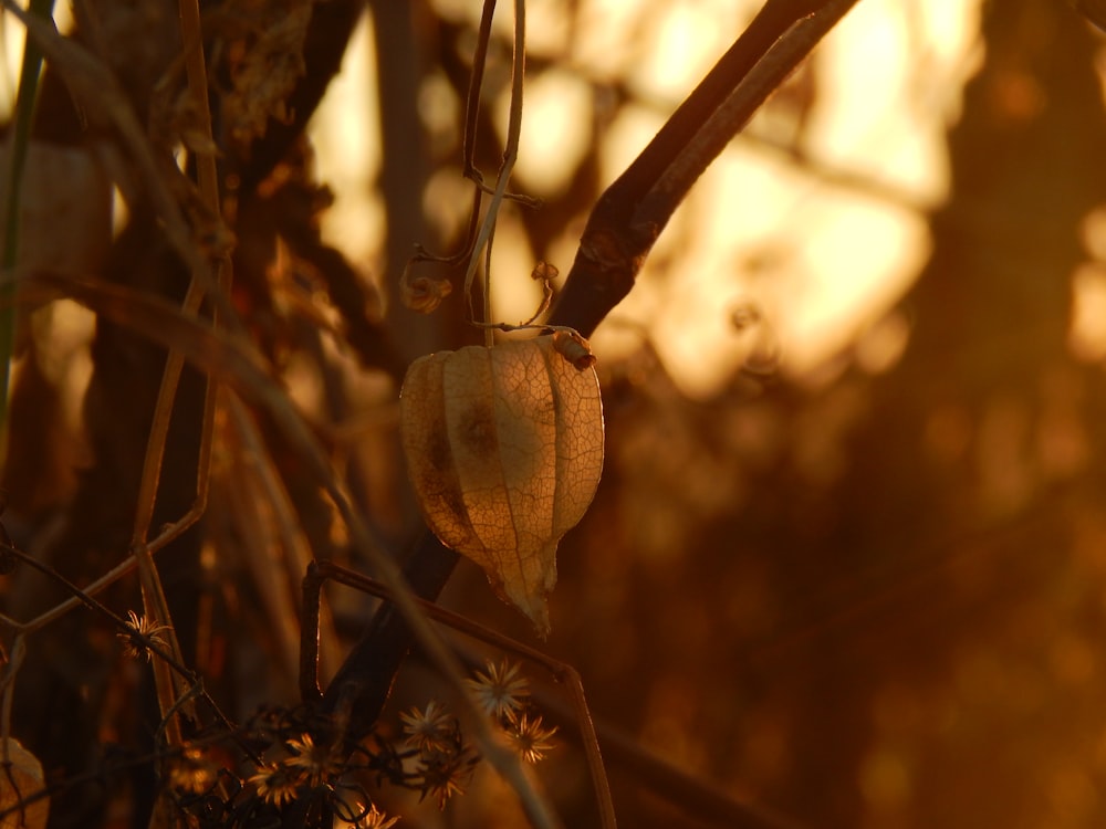 a close up of a tree branch