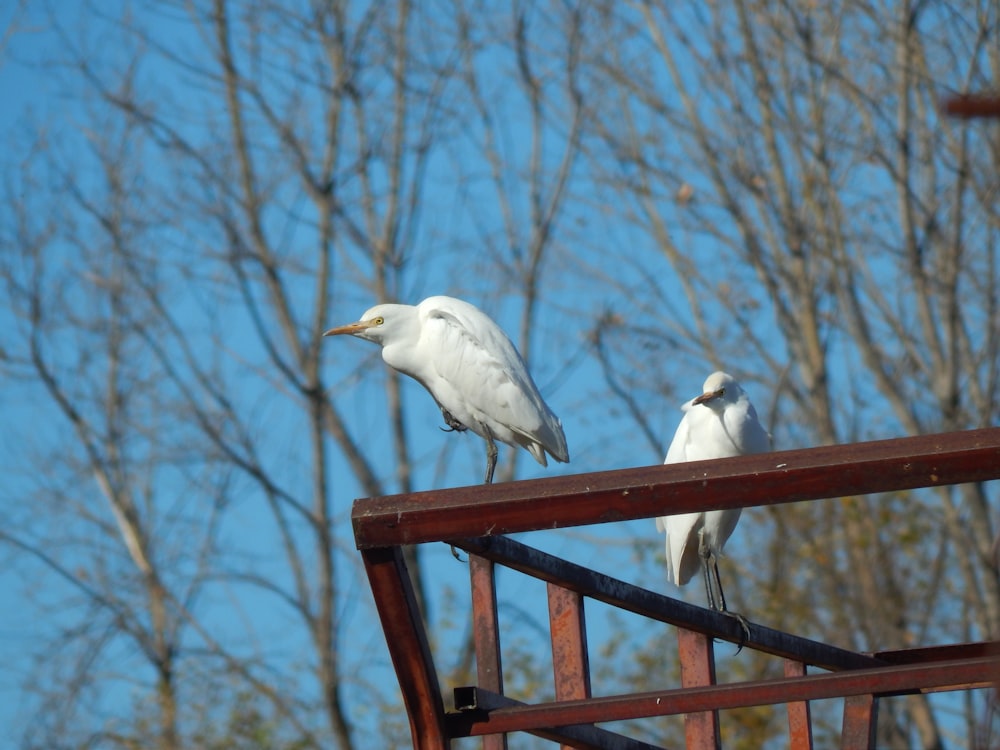 birds on a railing