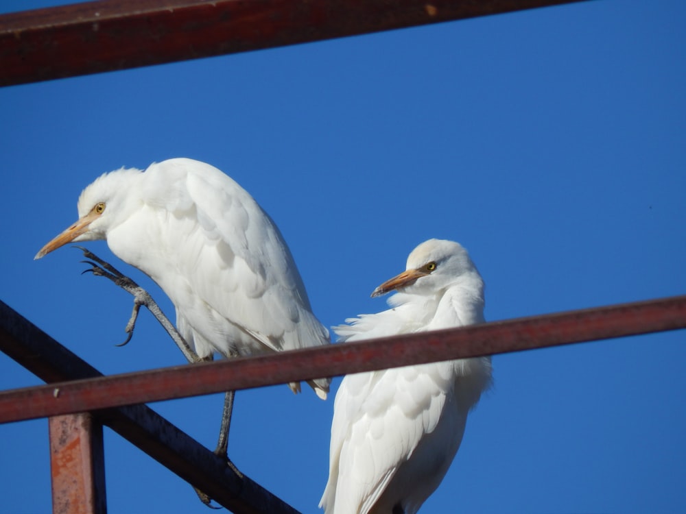 a couple of birds on a metal pole
