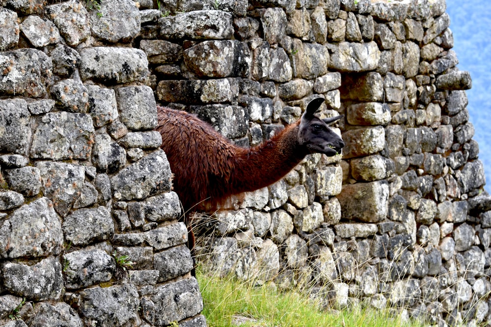 a goat standing on a stone wall