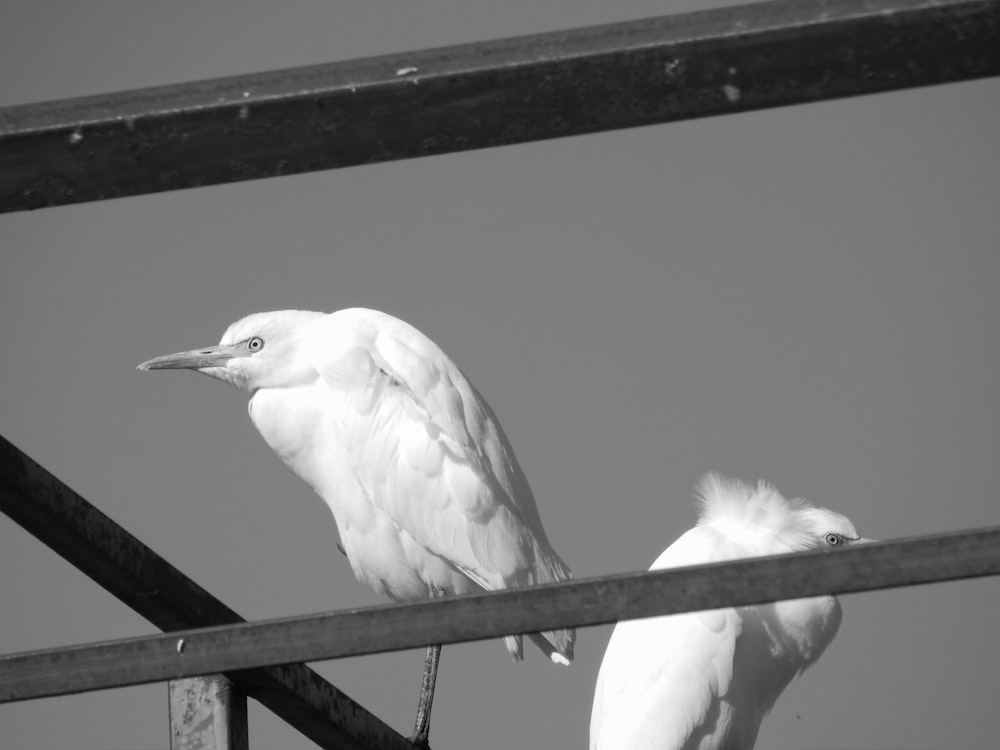 a couple of birds sit on a perch