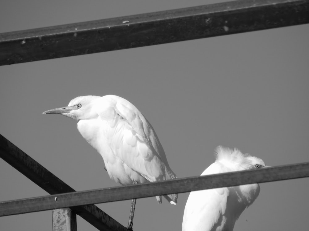 Ein paar Vögel sitzen auf einer Stange