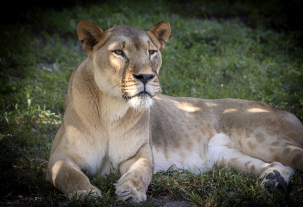 a lion lying down