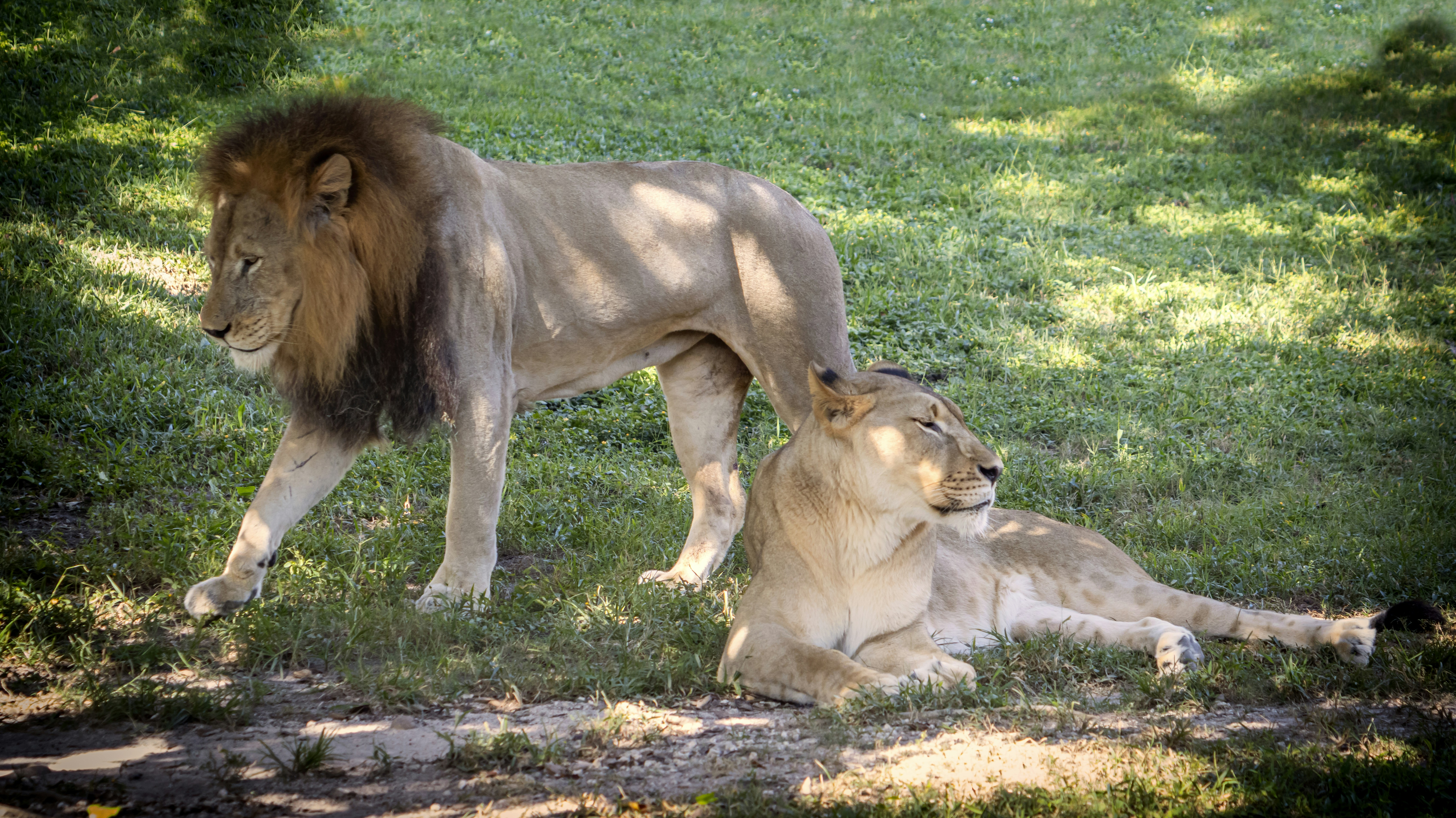 Hwange National Park, Zimbabwe: Lion Pride Playground (image credits: unsplash)