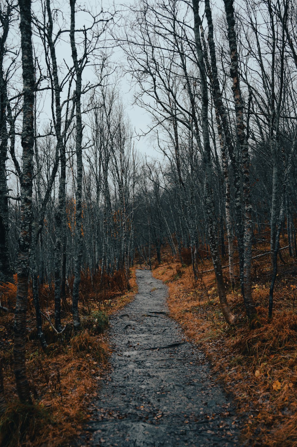 a dirt road in a forest