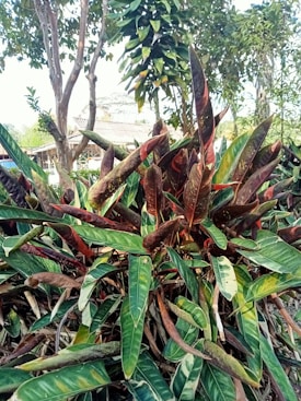 A dense cluster of narrow, elongated leaves in shades of green, red, and brown. The leaves are variegated and appear lush and vibrant. In the background, there are tall trees with thinner trunks and more foliage, as well as a building with a thatched or corrugated roof. The general setting appears to be an outdoor garden or a natural environment.