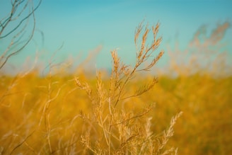 a close-up of a wheat field