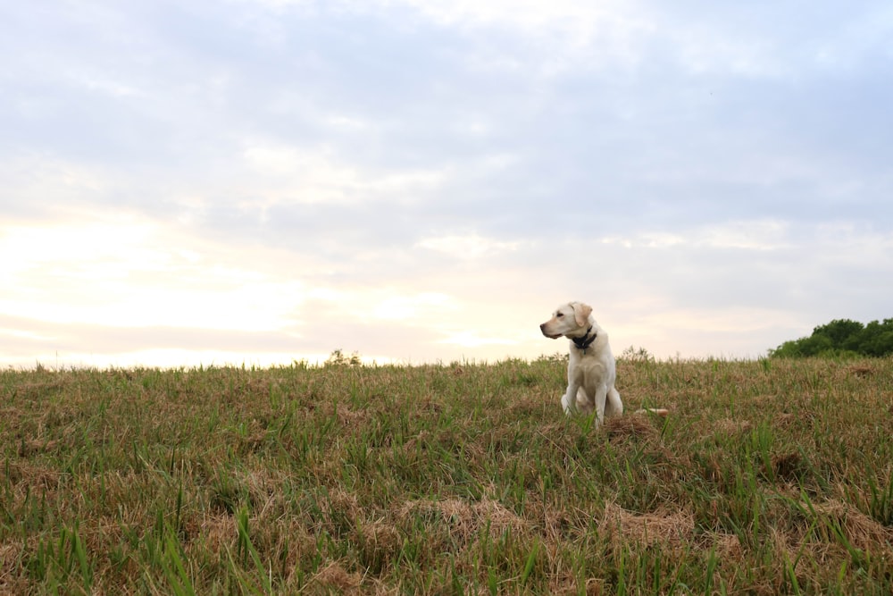 Ein Hund steht auf einem grasbewachsenen Feld