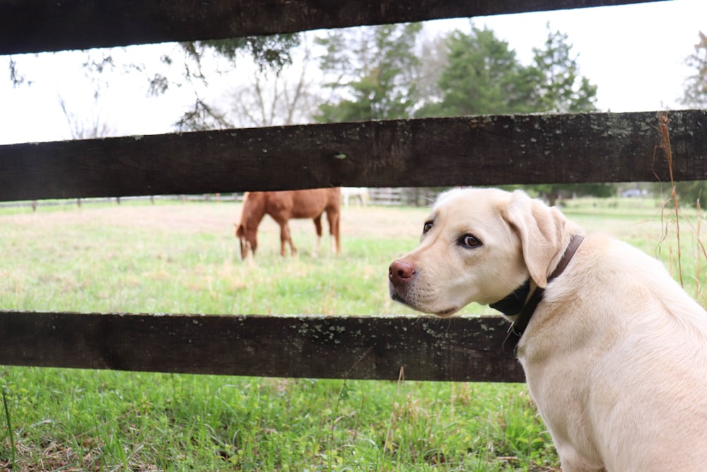 a dog looking at a horse