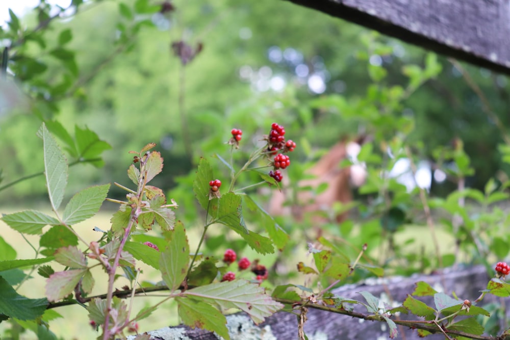 a bush with berries