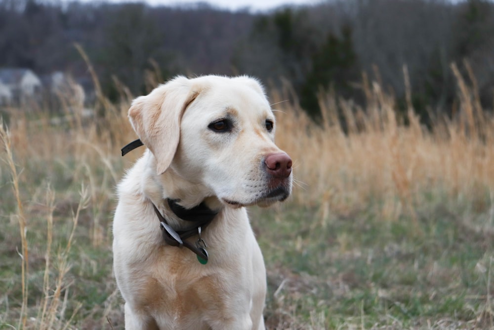 a dog in a field