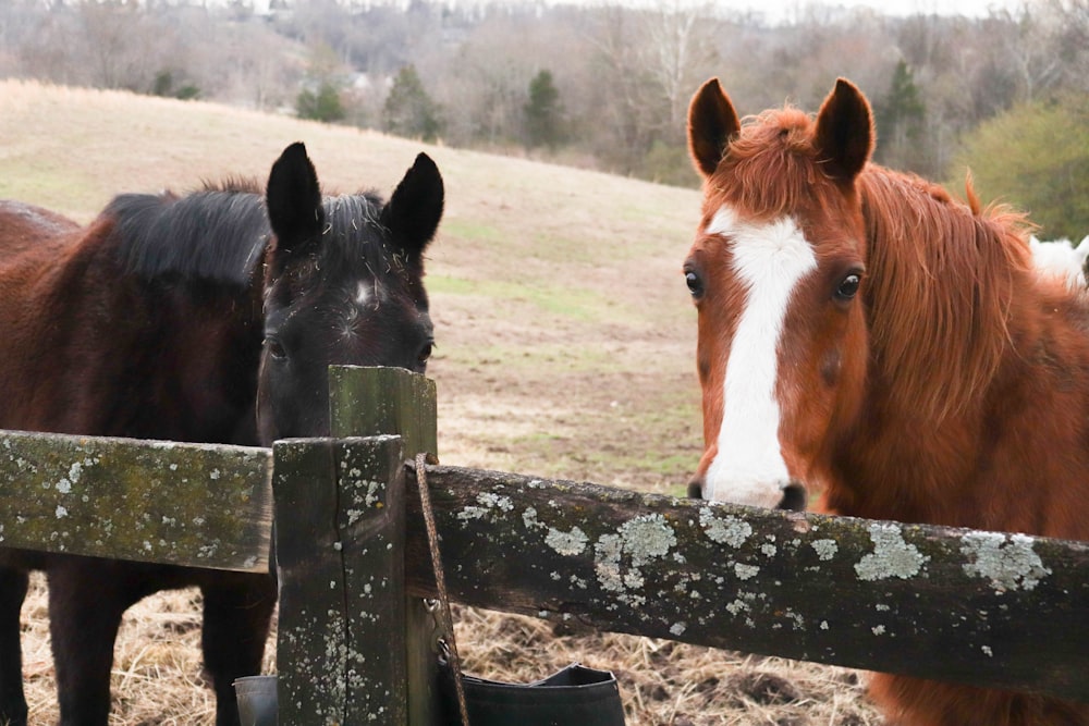 caballos detrás de una valla