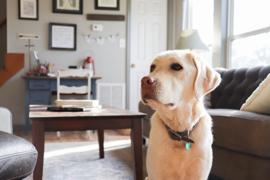 Dog relaxing in a bright, clean home