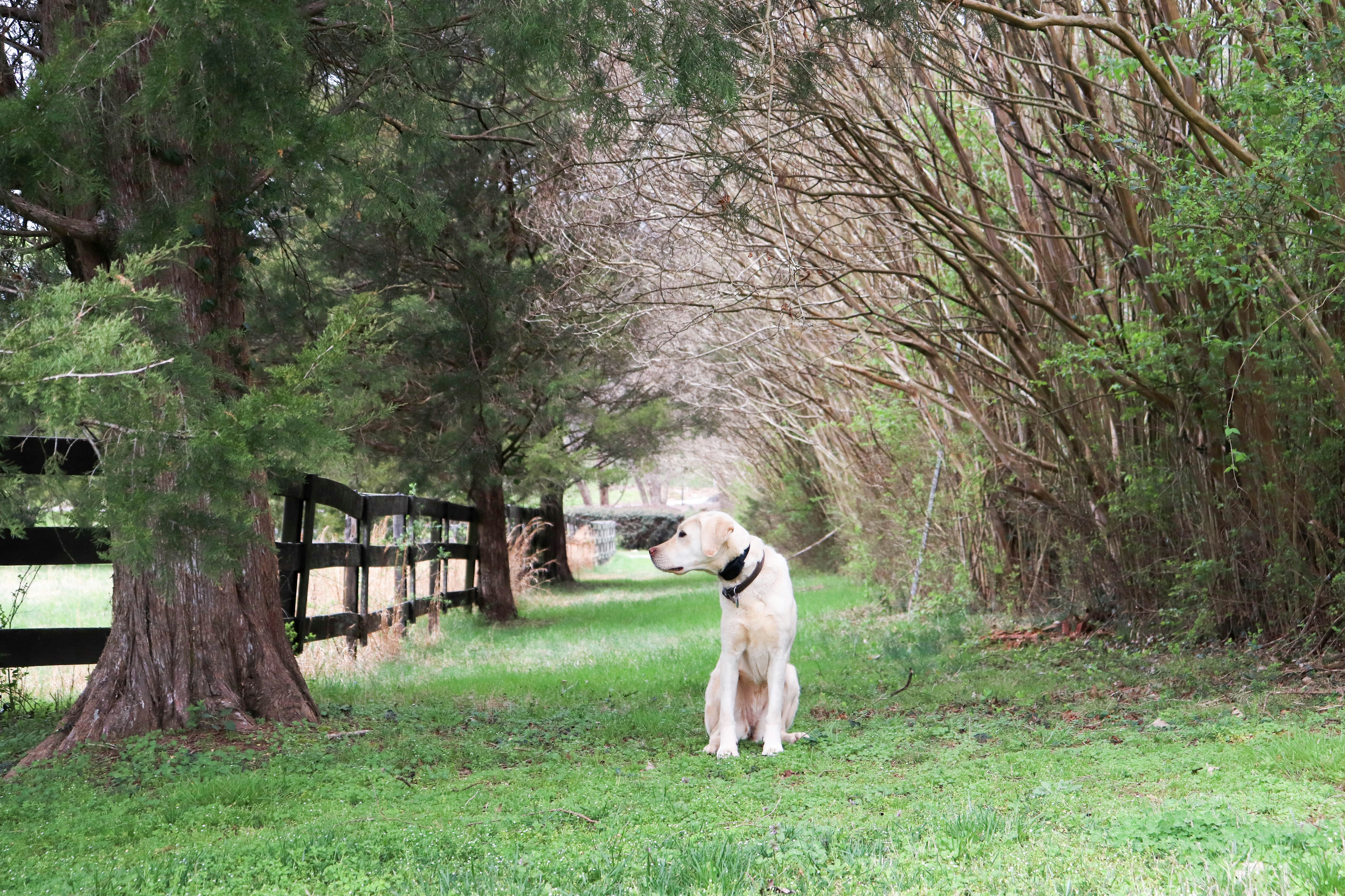 a dog standing in a grassy area