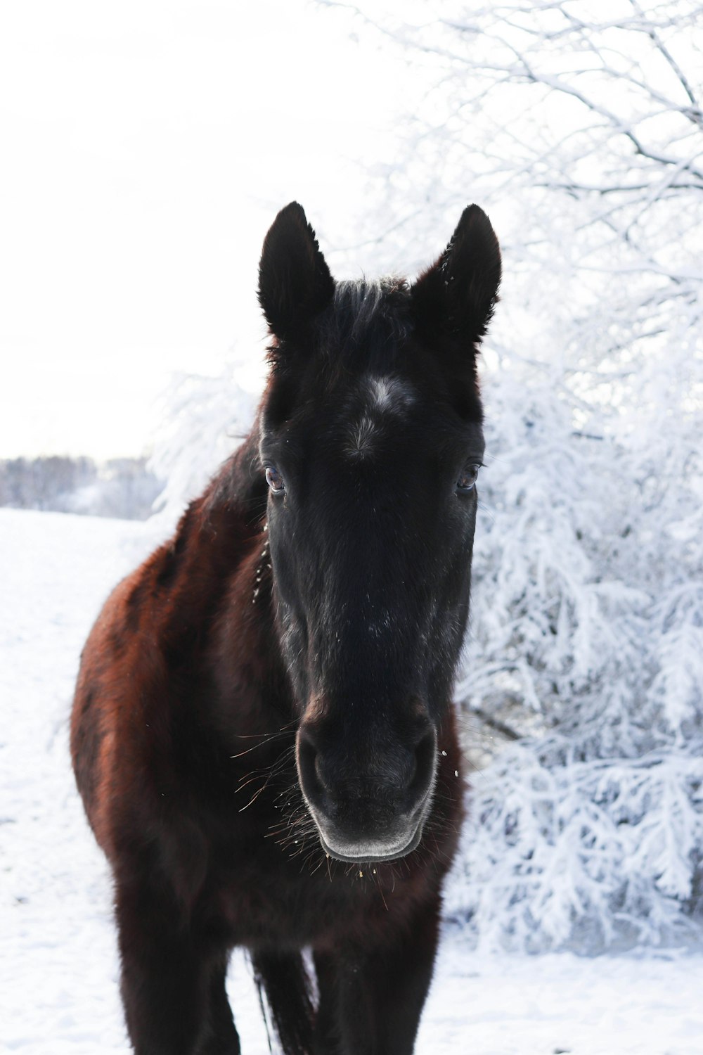 a horse standing in the snow