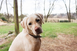 a dog sitting in a field