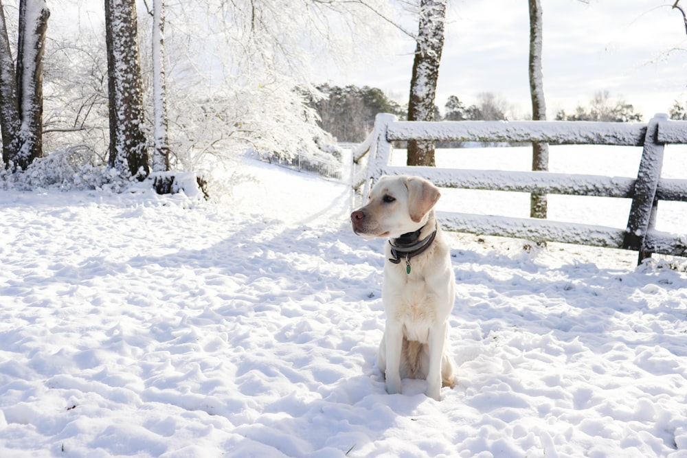 a dog standing in the snow