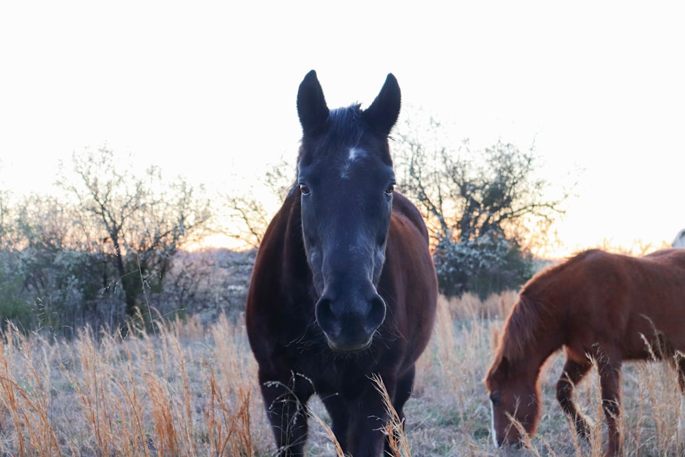 a group of horses in a field