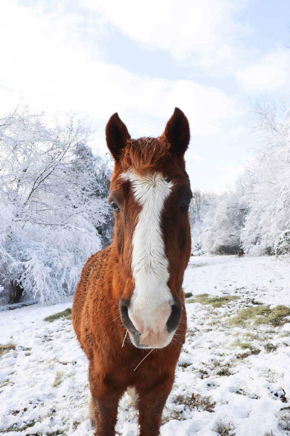 a horse standing in the snow