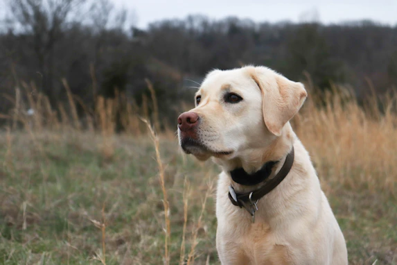 a American lab sitting in a field