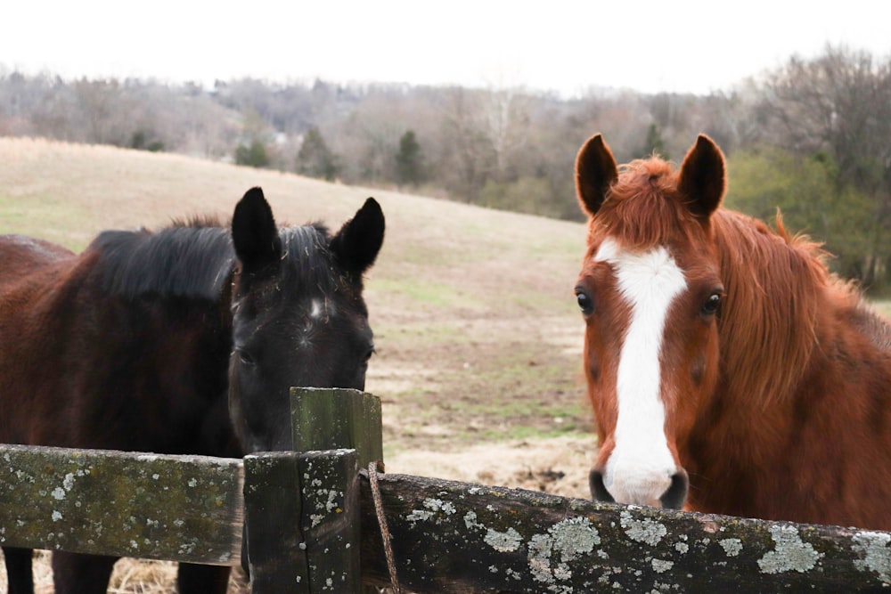 chevaux debout derrière une clôture