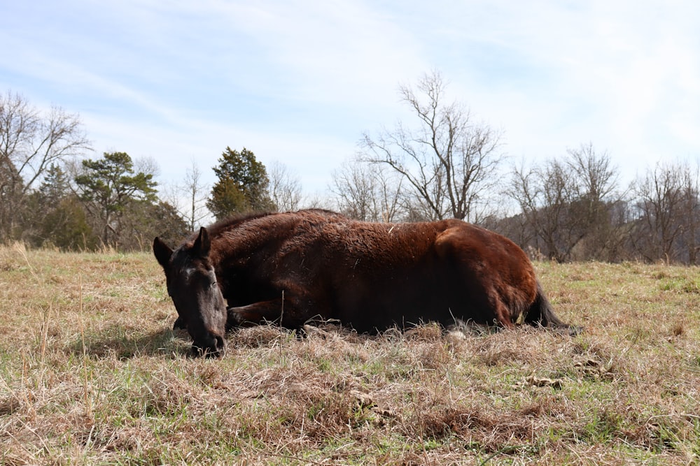 a cow lying in a field