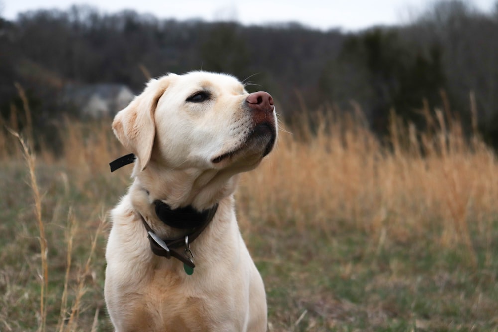 a dog in a field