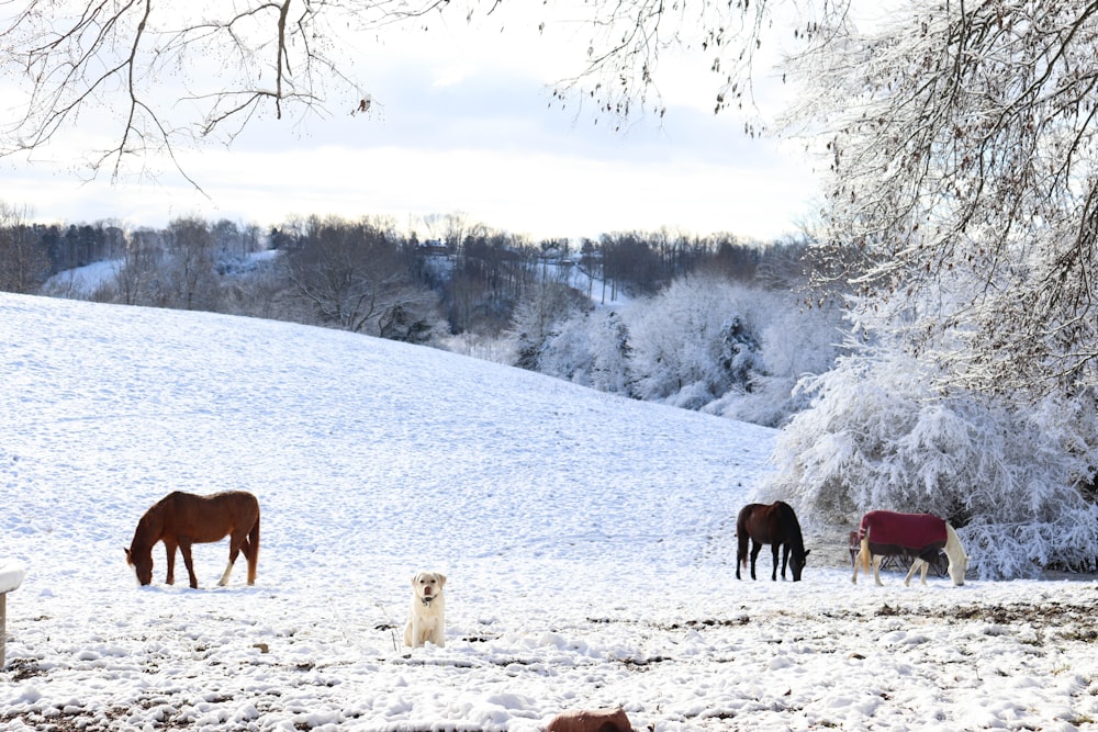 horses in the snow