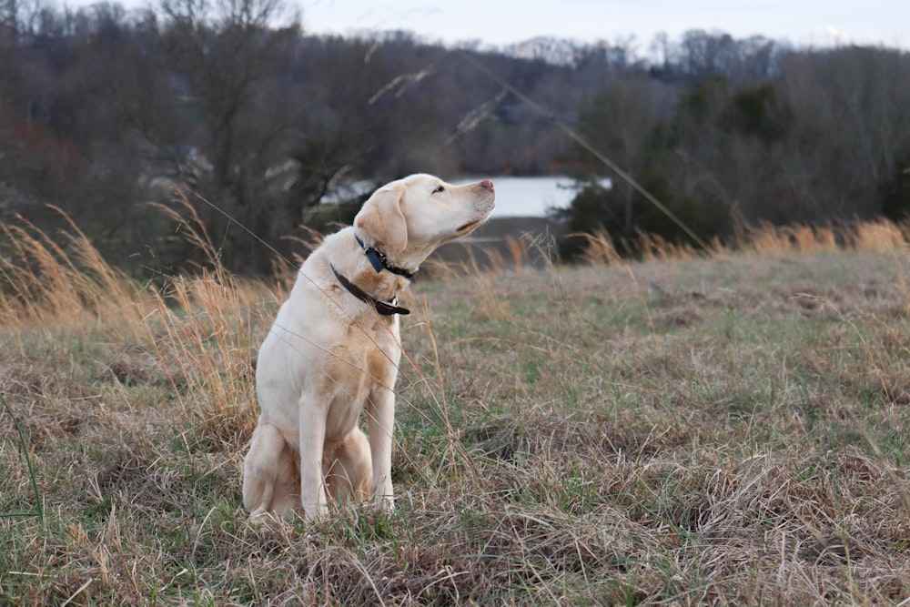 a dog standing in a field