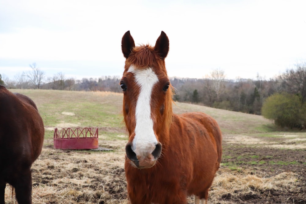 Un par de caballos se paran uno cerca del otro