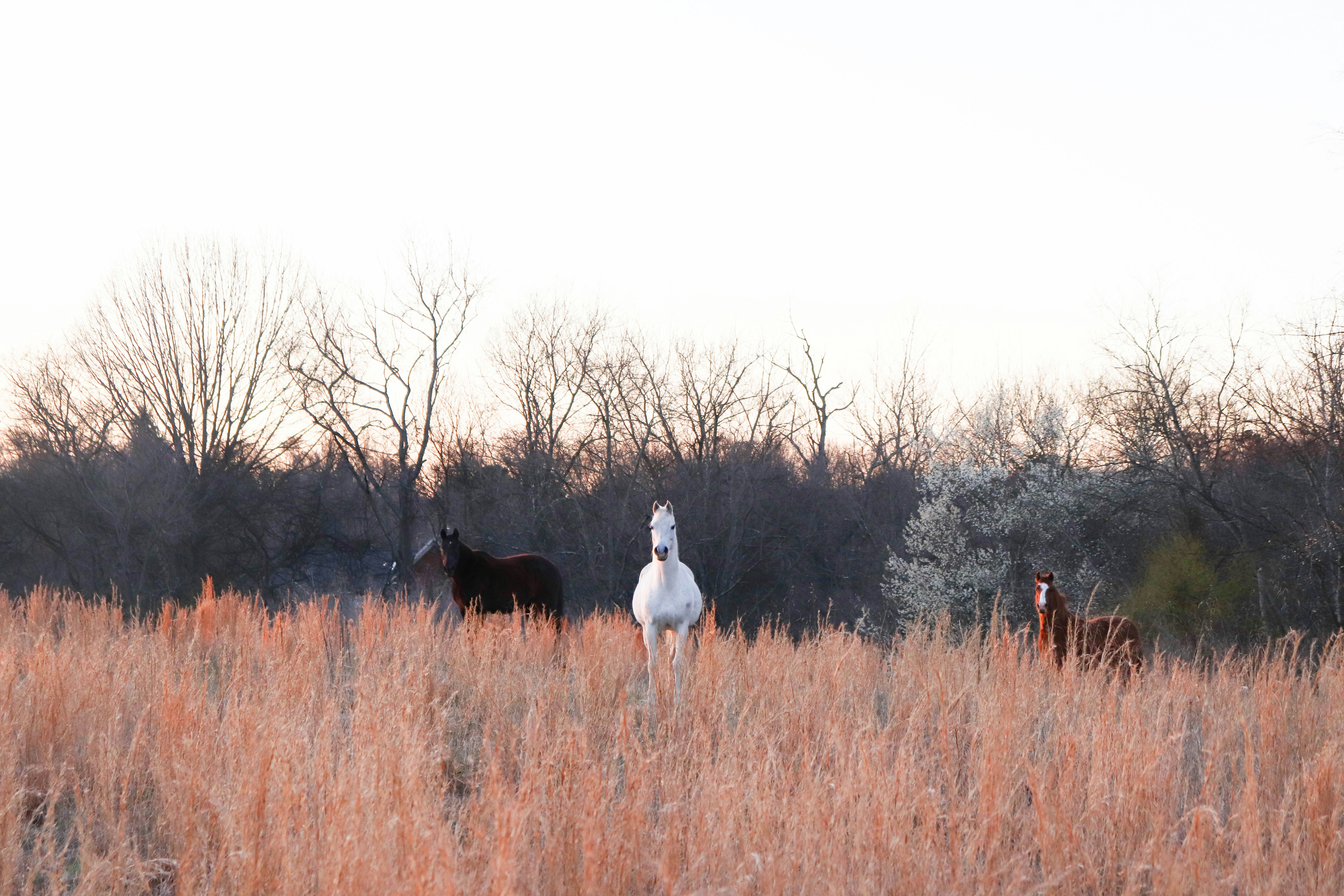 horses in a field