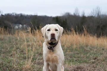 Labrador Retriever standing in a field
