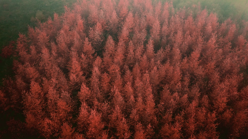 a forest of trees