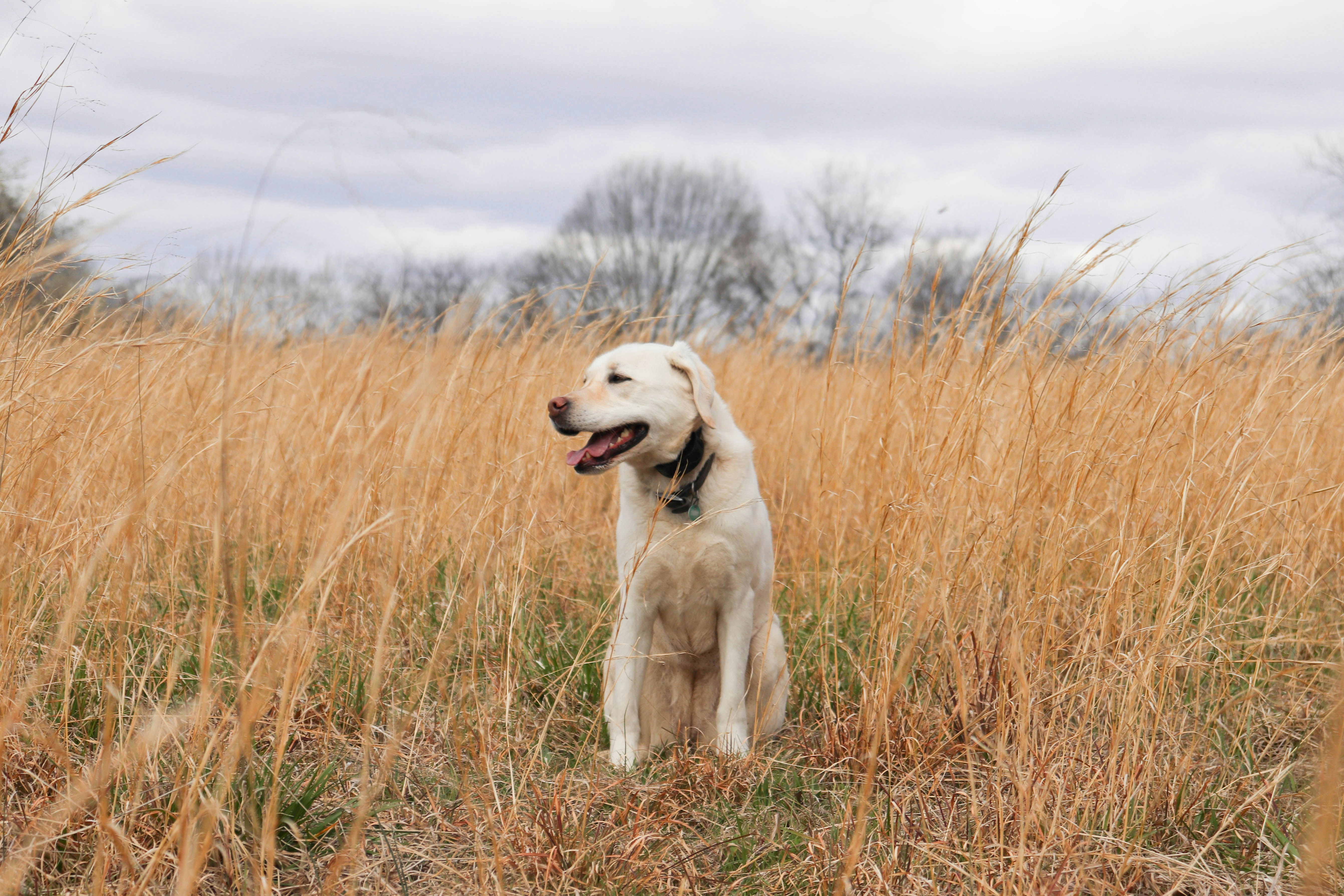 Happy Labrador Retriever in field